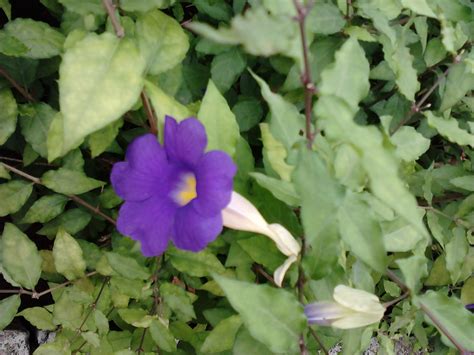 Garden Care Simplified 2 Easy Growing Purple Flowering Plants