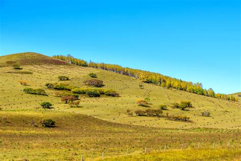 Grassland Autumn Scenery Stock Photo Image Of Hill Beauty 79908022