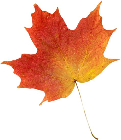 Autumn Leaf Color Clip Art Autumn Leaves Maple 1028x1192 Png