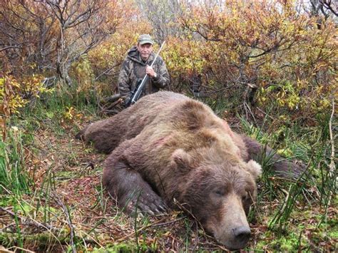 10 Day Browngrizzly Bear And Black Bear Hunt For 1 Hunter Alaska