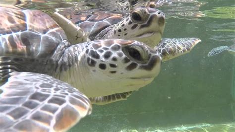 Cayman Turtle Farm Baby Sea Turtles Feeding Youtube