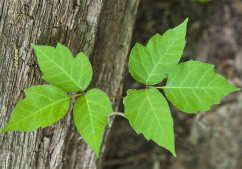 What Does Poison Ivy Look Like Identify Poison Ivy Rash And Plants