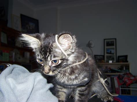 A Cat In Gloves Catches No Mice Mischief Maker