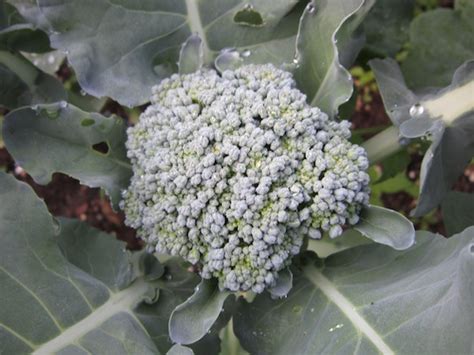 So, you should definitely learn how to store broccoli appropriately to ensure it stays fresh for as long as possible. Growing Broccoli: Planting Tips, Harvesting, Marigolds ...