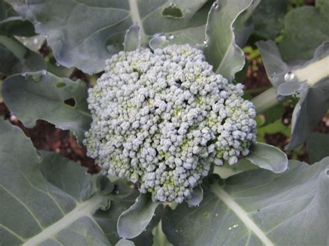 This variety is known for its good color, cold resistance, dwarf compact plant, and big side shoots. Growing Broccoli: Planting Tips, Harvesting, Marigolds ...