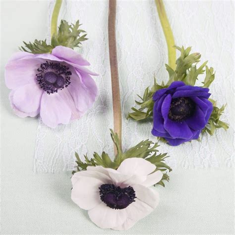 Maybe you would like to learn more about one of these? Anemone Varieties, Availability and Origin 101 | Holex ...