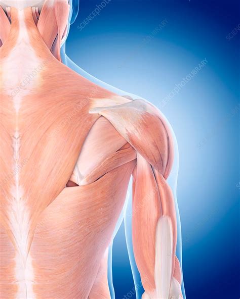 Shoulder Muscles Stock Image F0162766 Science Photo Library