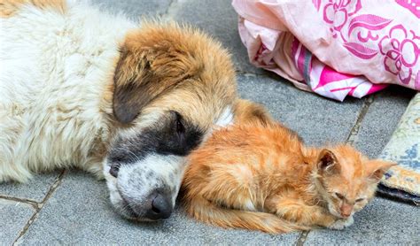 15 Sad Facts About Homeless Pets In 2020 And How You Can Help