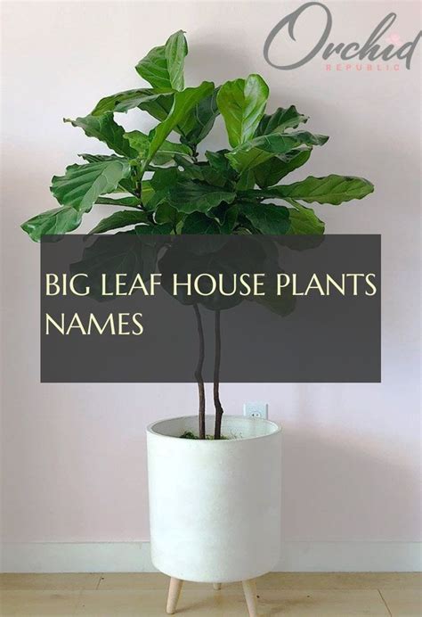 Big Leaf House Plants Names House Plants Big Leaves Plants