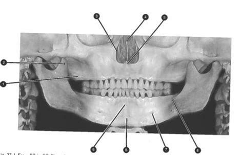 Ch Normal Anatomy Intraoral Images Flashcards Quizlet