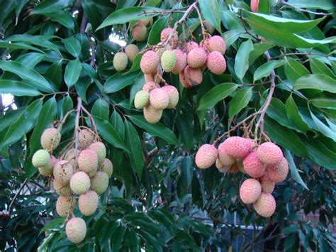 Lychee Fruit Nutritional Value 3 Superfood Benefits Lychee Tree