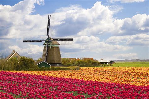Hollands Tulip Fields A Beautiful Sight To See Aesu
