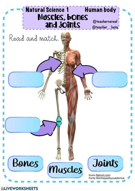 Bones Joints And Muscles Worksheet Live Worksheets