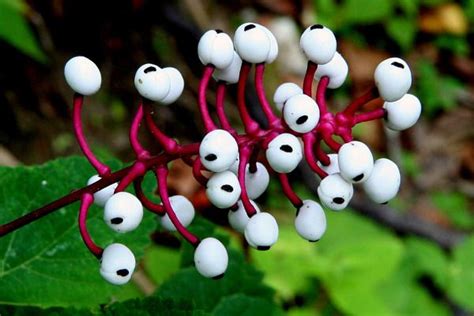 The Dolls Eye Plant Is A Very Unusual Plant When It Is In Bloom