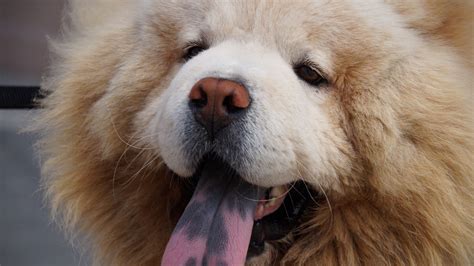 Download Wallpaper 2560x1440 Chow Chow Dog Muzzle Fluffy Widescreen