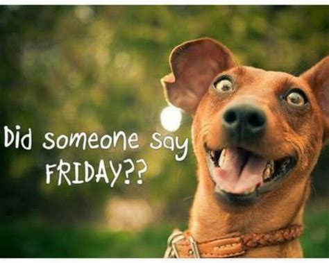 Hahaha Happy Friday Happy Friday T Dogs Funtime Friday