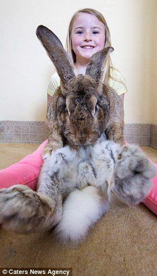 Worlds Biggest Rabbit Large Animals Cute Animals Rival Sons Large
