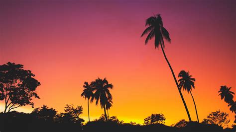 Palm Trees During Sunset Silhouettes Pink Yellow Clouds Sky Background