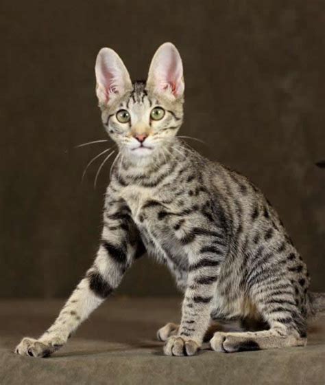 F5 Savannah Cat Queens By Amanukats Breeding Stunning