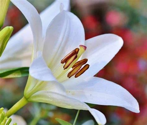 8 Reasons Why Your Lilies Are Not Flowering Gardener Report