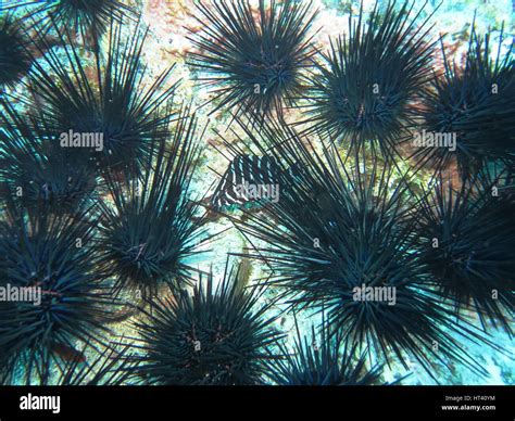 Long Spined Black Sea Urchin Hi Res Stock Photography And Images Alamy