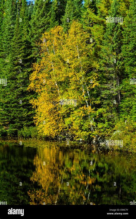 Algonquin Provincial Park Opeongo Lake Fall Colors Ontario Canada