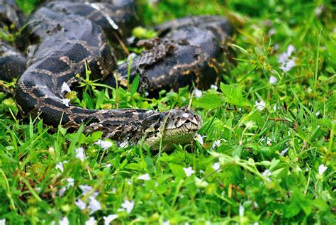 Burmese Python