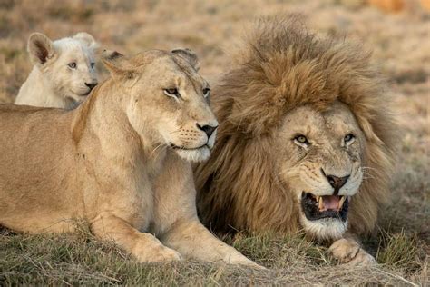 This figure is raised to 25 to 30 years in captivity. Meet the Lion Family - Male, Female & Cub | ALERT