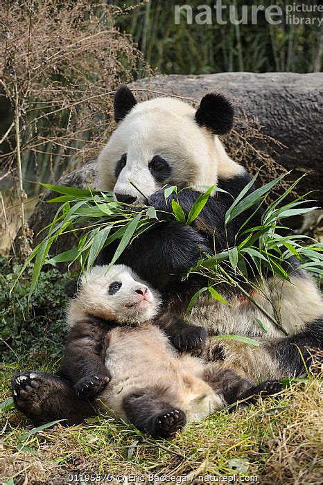Stock Photo Of Giant Panda Ailuropoda Melanoleuca Mother Feeding On