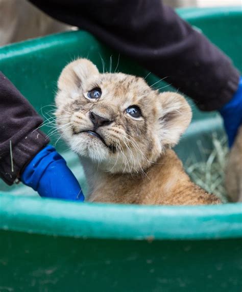 Update Reid Park Zoos Lion Cubs Are Growing Strong Zooborns