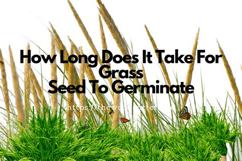 The best time to water grass seed is in the morning and evening. How Long Does It Take Grass Seed To Grow?
