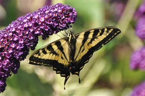 We did not find results for: 5 Western Tiger Swallowtail Butterfly Facts - Jake's ...