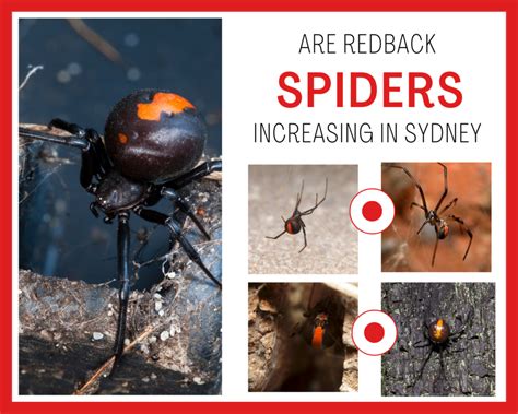 Are Redback Spiders Increasing In Sydney