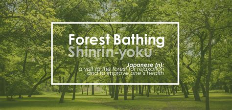 Forest Bathing Shinrin Yoku Feature 1 Plano Magazine