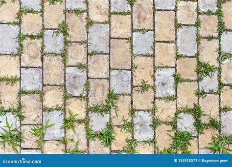 Grass Growing Through The Cobble Stones Stock Image Image Of