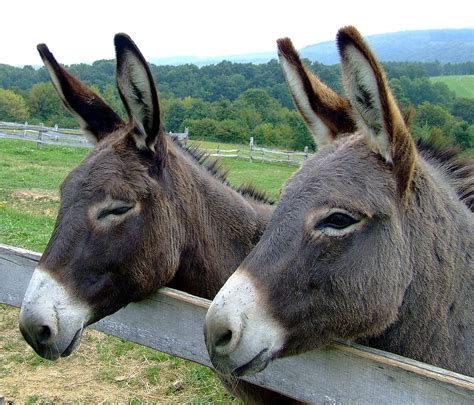 Two Brown Donkeys Donkeys Animals Forest Trees Woods Fence