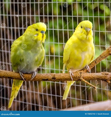 Budgies Or Parakeets Stock Photography 33361502
