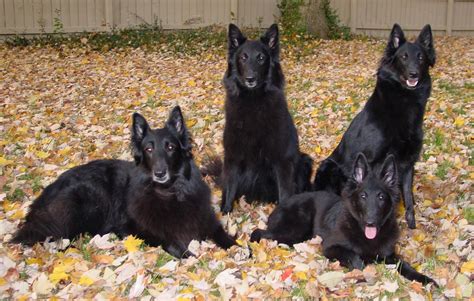 The oldest noble families still existing in. Belgian Shepherd Dog Wallpapers HD Download