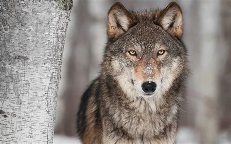 1920x1080px Free Download Hd Wallpaper Animal Wolf Stare