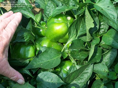 Plantfiles Pictures Bell Pepper California Wonder