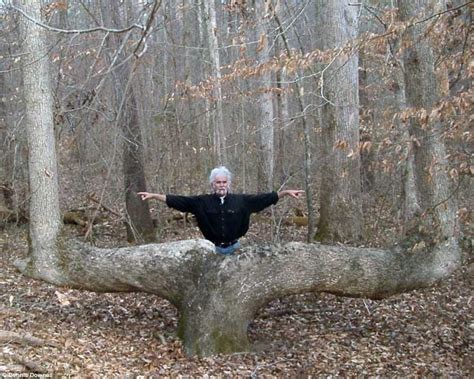 Expert Claims Mysterious Bent Trees Were Secret Native Americans