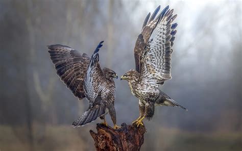 Falcons Birds Of Prey Wildlife Forest Fog Hd Wallpaper Peakpx