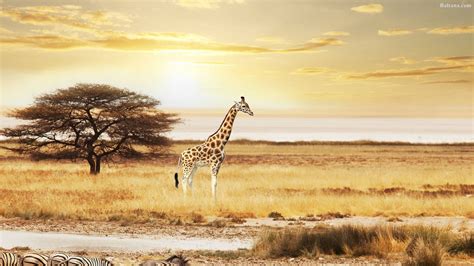 Giraffe Hd Desktop Wallpaper 29803 Baltana