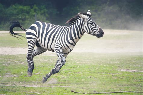 Photos Zebras Run Animal 2560x1706