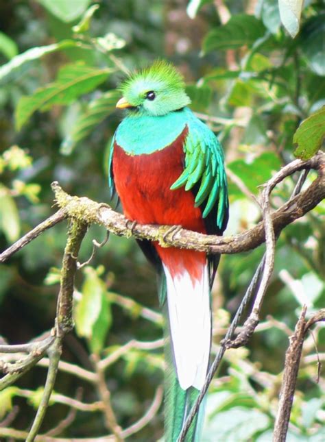 Resplendent Quetzal Wikipedia
