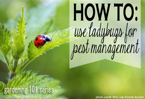 While the above paragraph is true, spiders can also become a serious problem that may require the need for a pest control company to take care of them. Gardening 101: How to Use Ladybugs for Pest Management ...