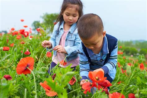 Two Lovely Asian Kids Picking Flowers In The Spring Field By Stocksy