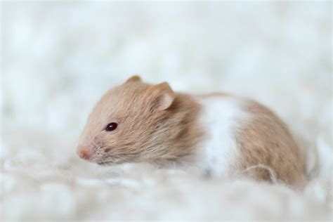Loðholts Eldey Cinnamon Tortoiseshell Banded Syrian Hamster Baby