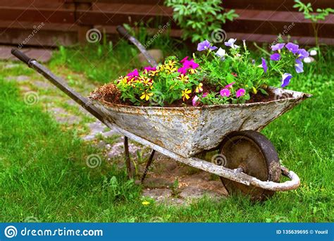 Old Rusty Wheelbarrow Flowerbed Colorfull Flowers Garden Decor Stock