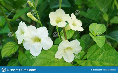 The Beauty Of White Jasmine Flowers With Green Leaves Stock Image